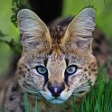 slides/_MG_7512 copy3_1.jpg wildlife, feline, cat, predator, fur, spot, african, serval, eye, ear WBCW36 - African Serval